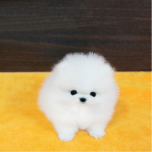 纯种哈多利博美可爱白色长不大小体型茶杯俊介犬幼犬宠物狗狗活体