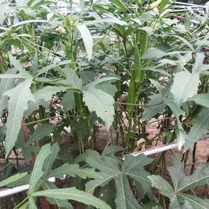 黄秋葵苗高产水果秋葵秧种子春季阳台盆栽蔬菜苗红秋葵可食用室内