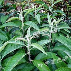 大风艾种苗 艾纳香冰片艾野生有机中草药材植物盆栽 满38元包邮