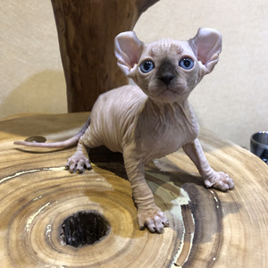 纯种加拿大斯芬克斯无毛猫活体宠物幼崽精灵弟弟卷耳公定金