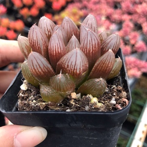 精品多肉植物红丝玉露十二卷四季多肉室内防辐射桌面美观含盆带土