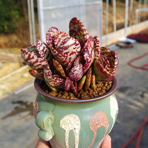 多肉植物大盆江户紫稀有品种室内桌面防辐射绿植带盆栽好阳台景观