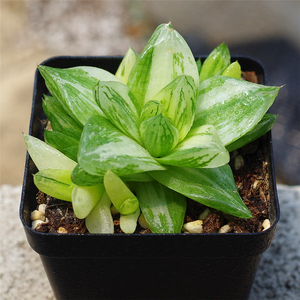 精品多肉植物京之华锦玉露稀有品种室内阳台花卉防辐射绿植盆栽肉