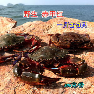 赤甲红螃蟹鲜活红甲蟹野生特大丹东东沟红石蟹海红蟹梭子蟹1斤/份