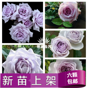 【斯基园艺】贵族礼光/紫水晶 切花月季 蓝紫色微香 玫瑰花苗