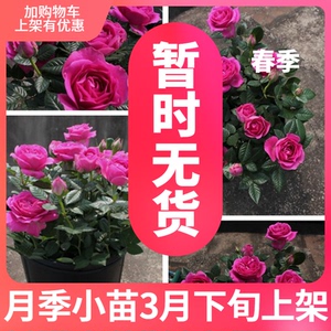 【斯基园艺】海洋欢腾月季 荷兰阳台微月 大花微月扦插苗玫瑰花苗