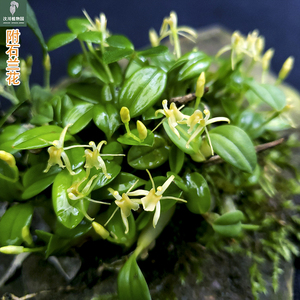 创意附石小景 小羊耳蒜 超迷你秋花植物 阳台花园缸养造景素材