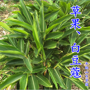 草果苗草豆蔻苗入药新鲜砂仁枝梗草蔻根块白豆蔻苗益智仁飞雷子根