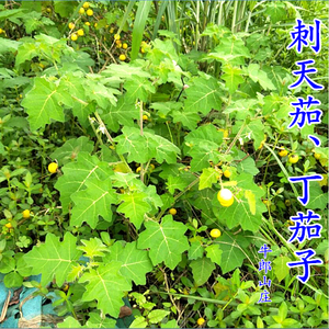 刺天茄苦天茄黄天茄入药新鲜颠茄钉茄丁茄子生刺矮瓜根枝叶子果实