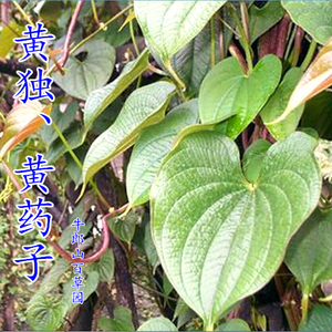 黄药苗新鲜零余薯黄药子根苦药子黄独根金线吊虾蟆叶子山慈姑果实