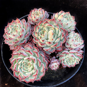 沙罗姬牡丹多肉