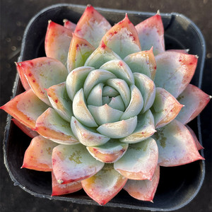 多肉植物加勒比海