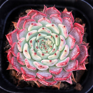 沙罗姬牡丹多肉