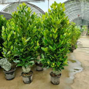 福木树盆栽绿植大型室内客厅落地盆景办公室植物四季常青乔迁新居