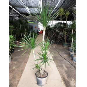 7-2米高黑珍珠龙血树盆栽植物大型客厅落地绿植龙须树老桩盆景