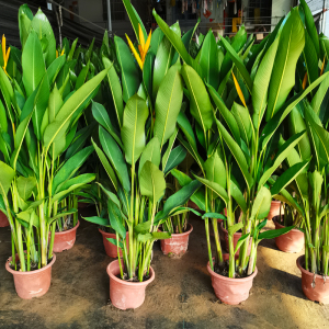 富贵鸟盆栽植物室内吸甲醛净化空气大型客厅观花绿植四季好养花卉