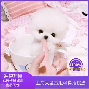 长不大俊介博美幼犬出售 茶杯杯子小型犬宠物狗狗 活体纯种袖珍