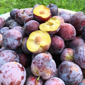 广西河池天峨龙滩珍珠李脱骨脆李子新鲜水果现摘现发