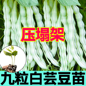 山东寿光高产压塌架九粒白芸豆秧苗四季春秋种子架豆蔬菜苗小院