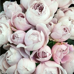 罗丝琳罗斯琳日本月季盆栽小苗切花灌木勤花耐雨淋抗病性好包对版