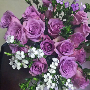 紫霞净化空气仙子大花月季切花欧月庭院阳台玫瑰带土发货包活人气
