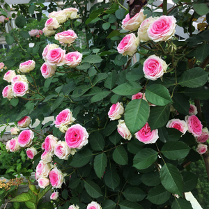 藤本小伊甸园藤小伊爬藤月季四季开花庭院盆栽绿植抗病性好包对版