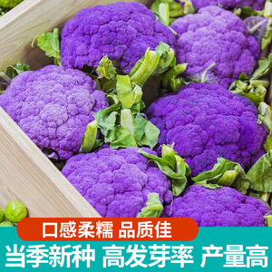 紫花椰菜种子有机菜花春四季花菜种籽西蓝花高产大田阳台蔬菜种孑