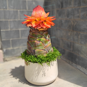 地涌金莲地涌红莲植株佛花卉花苗大型绿植大型植物开业盆栽地莲花