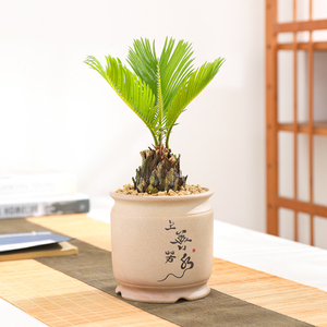 【铁树】铁树品牌,价格 - 阿里巴巴