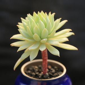 蓝色天使新款多肉植 办公室内防辐射萌肉植物花卉肉肉绿植小盆栽