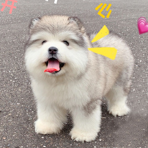 纯种熊版阿拉斯加幼犬雪橇犬血统犬活体家庭陪伴犬巨大型宠物狗狗