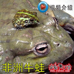 10-11cm非洲牛蛙牛箱头蛙活体非牛宠物蛙送饲养套装包邮包风险