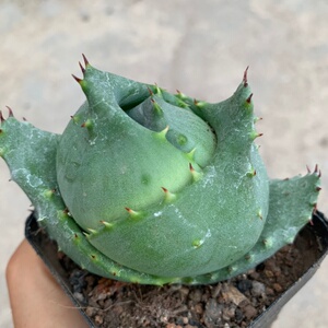 仙人球三宝金元宝芦荟稀有品种吉祥之物镇宅吸甲醛防辐射绿植盆栽