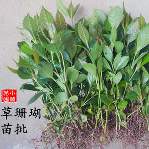 草珊瑚苗 草珊瑚种苗肿节风接骨木观音茶九节风 盆栽种植包邮植物