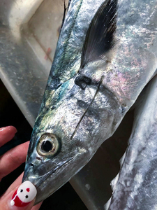 新鲜整条川乌 鲜活海捕非冷冻深海马鲛鱼串乌象山鲅鱼4.88斤一条