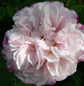 玫瑰半岛 大马士革花月季 丽达 灌木多季开阳台庭院花卉3加仑