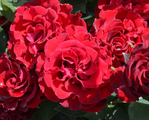 【玫瑰半岛】 纪念芭芭拉 暗红色丝绒质感 灌木月季方盆p11苗