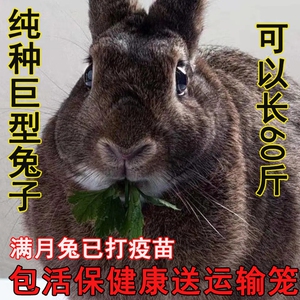 兔子活物大流士公大型 巨型活小兔子苗家养肉兔幼崽大流士活体