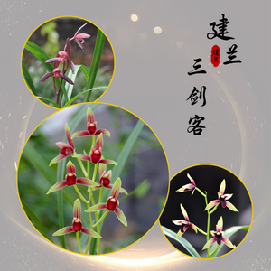 名贵兰花苗 建兰三剑客 国魂赤诚墨宝四季兰庭院室内美观浓香花卉