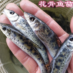 鱼苗淡水花骨鱼