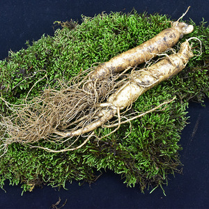 杨姐姐长白山优质新鲜人参 西洋参 野山参 花旗参 新品推荐