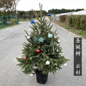 圣诞树真树盆栽活的挪威云杉松树苗圣诞节布置花园镜冬季耐寒植物