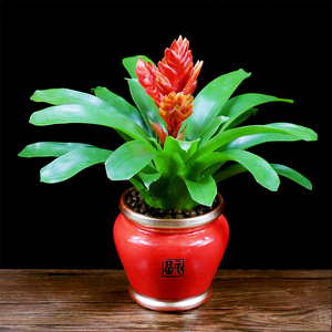 招财手盆栽鸿运当头办公室内花卉净化空气好养植物客厅吸甲醛绿植