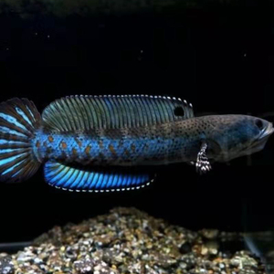 思念长满左心房f淘宝印度黄金眼镜蛇雷龙鱼橙斑鳢大型雷龙鱼苗凶猛