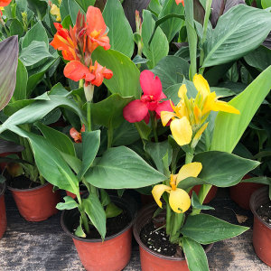 武汉花木基地大花美人蕉花苗盆栽带花阳台观花花园花镜植物美人蕉