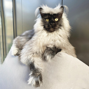 缅因猫纯种幼猫巨型烟灰银虎斑赛级猫咪俄罗斯长毛活体缅甸宠物猫