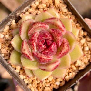 【溏心紫水晶玫瑰】暗纹黑水晶女王多肉植物带土阳台盆栽辐射