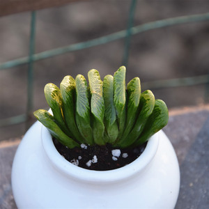 【草玉扇】可爱小扇子萌肉肉 晶莹剔透 电脑桌吸甲醛净化空气盆栽