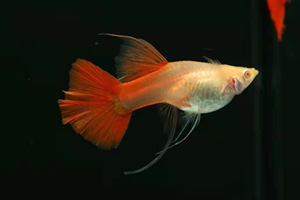 006人付款淘宝孔雀鱼纯种精品大背血红大c全红凤尾鱼观赏鱼热带鱼自家