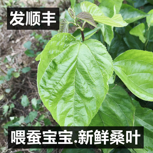桑叶新鲜500克桑树叶蚕叶喂蚕宝宝饲料养蚕1斤广东广州深圳顺丰